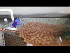 ডিম ভাঙার এবং পাস্তুরাইজেশনের সাথে তরল ডিম প্রক্রিয়াকরণ উদ্ভিদ